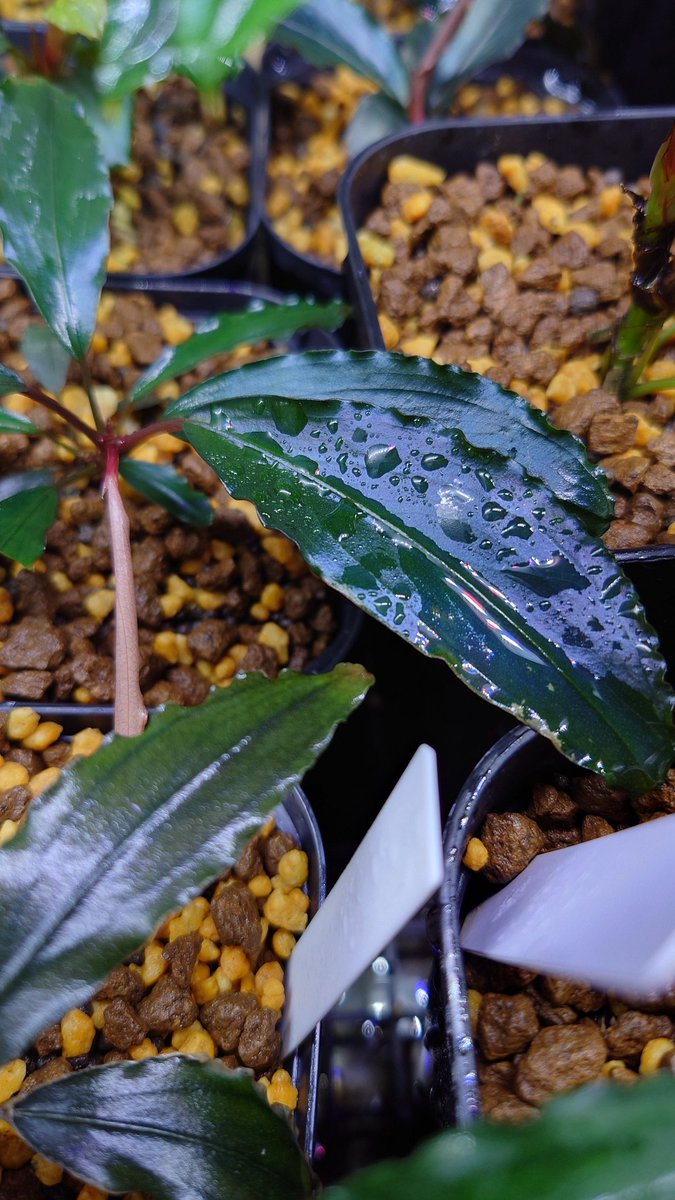 クリプトコリネとブセファランドラの沼 (@DfpQl72wTYukLub) / Posts / X