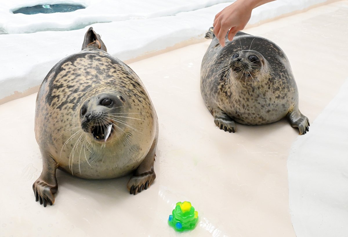 ]ニコ様⑅/21 Niko Fans NYC (@sealfan123) / Posts / X