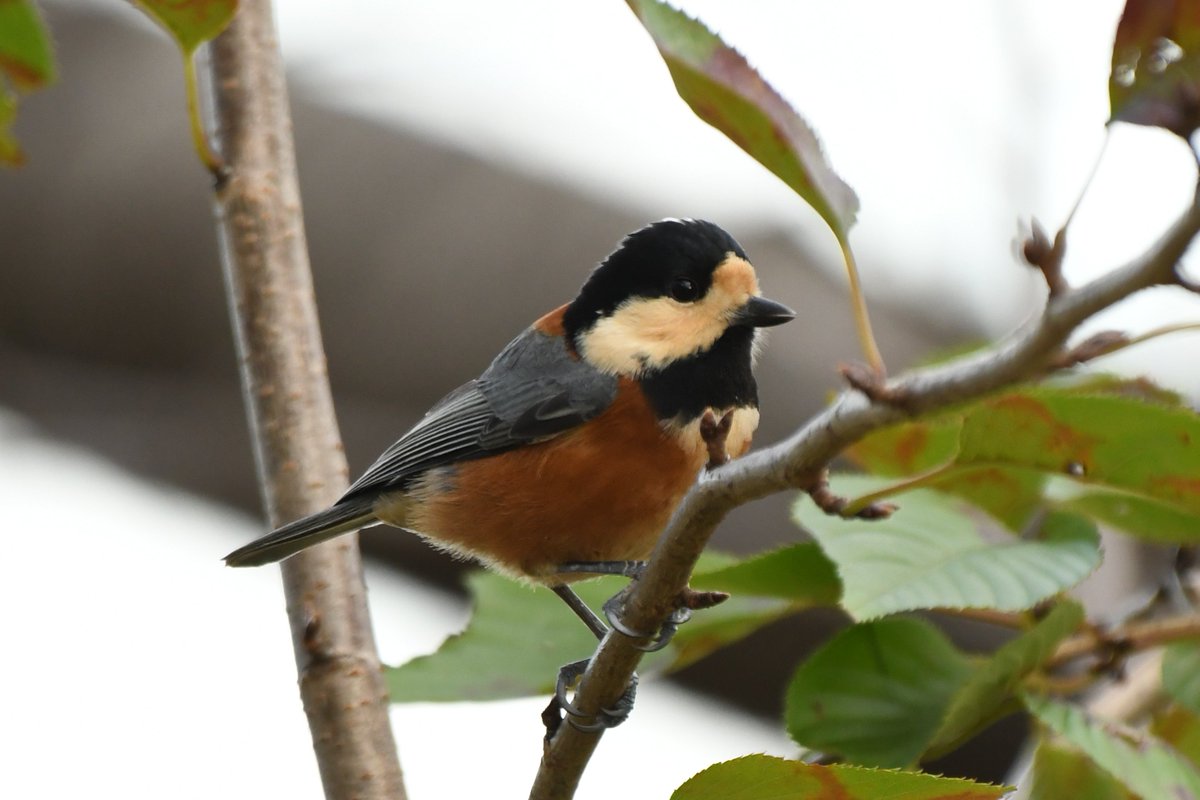 camerabegin's tweet photo. ふわふわとり
#ヤマガラ #野鳥 #野鳥観察 #birds #varied #tit https://t.co/p9oJRDpLBo