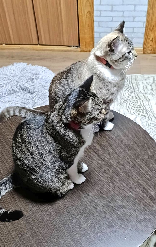 KareMomi's tweet photo. メリクリ🎄
飼い主の帰宅を待つニャンズ https://t.co/jjbJtSLyz9