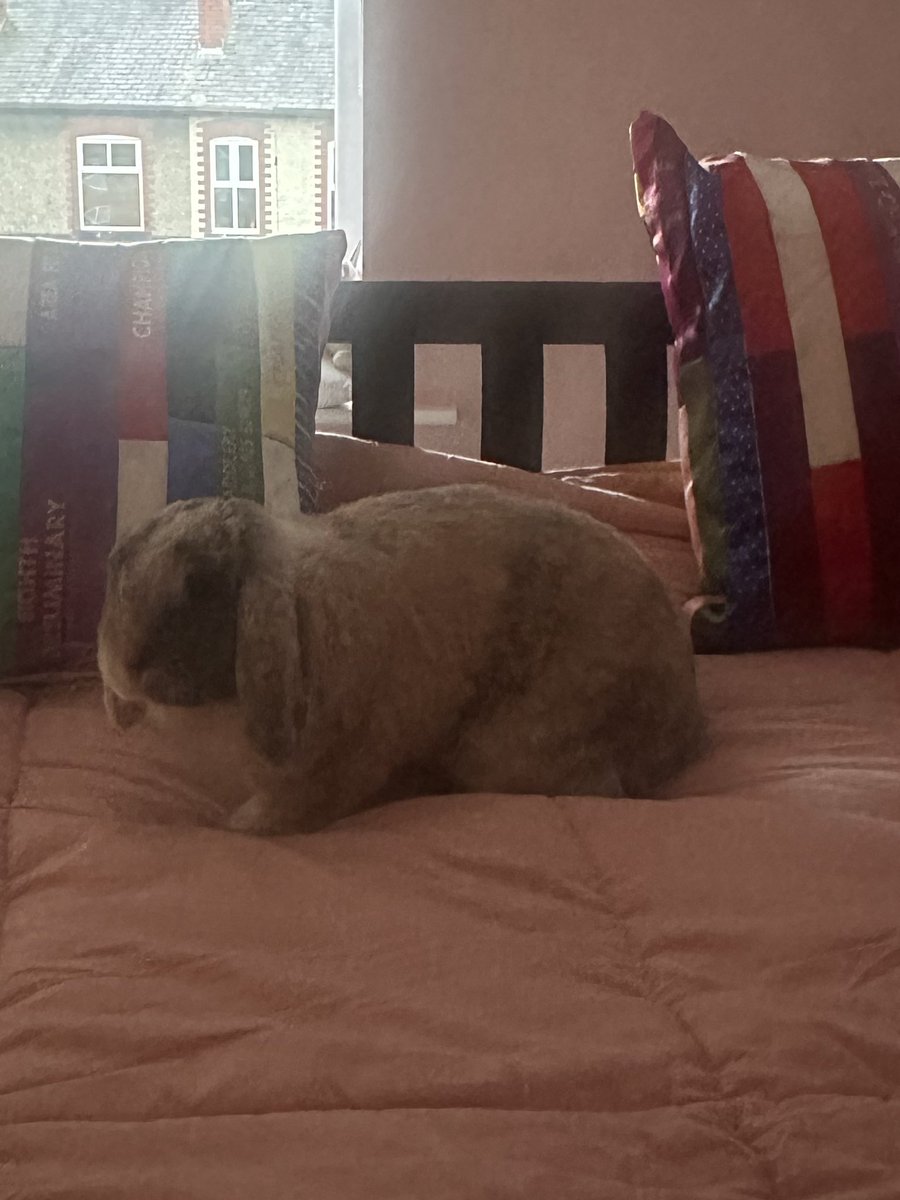 Cocobunny tweet media