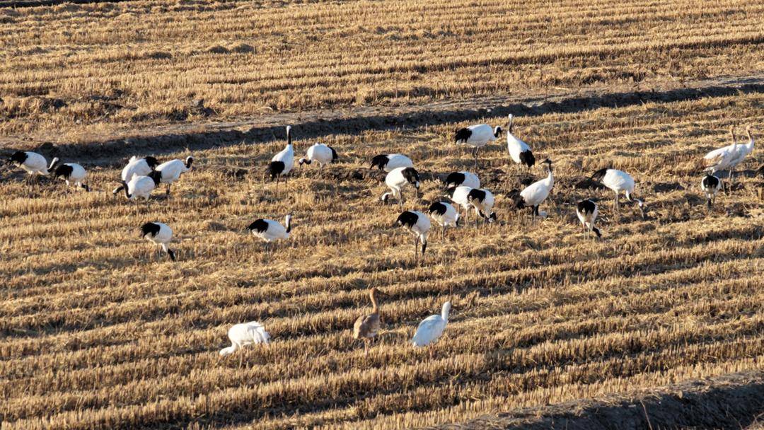 LiaoningC's tweet photo. In the Liaohe River Delta of #Panjin, #Liaoning Province, tens of thousands of migratory birds gather for wintering. They soar into the sky, swirling, scattering, and reforming in mesmerizing patterns.
#BirdWave #LiaoheRiverDelta #MigratoryBirds https://t.co/INc87pjYSE