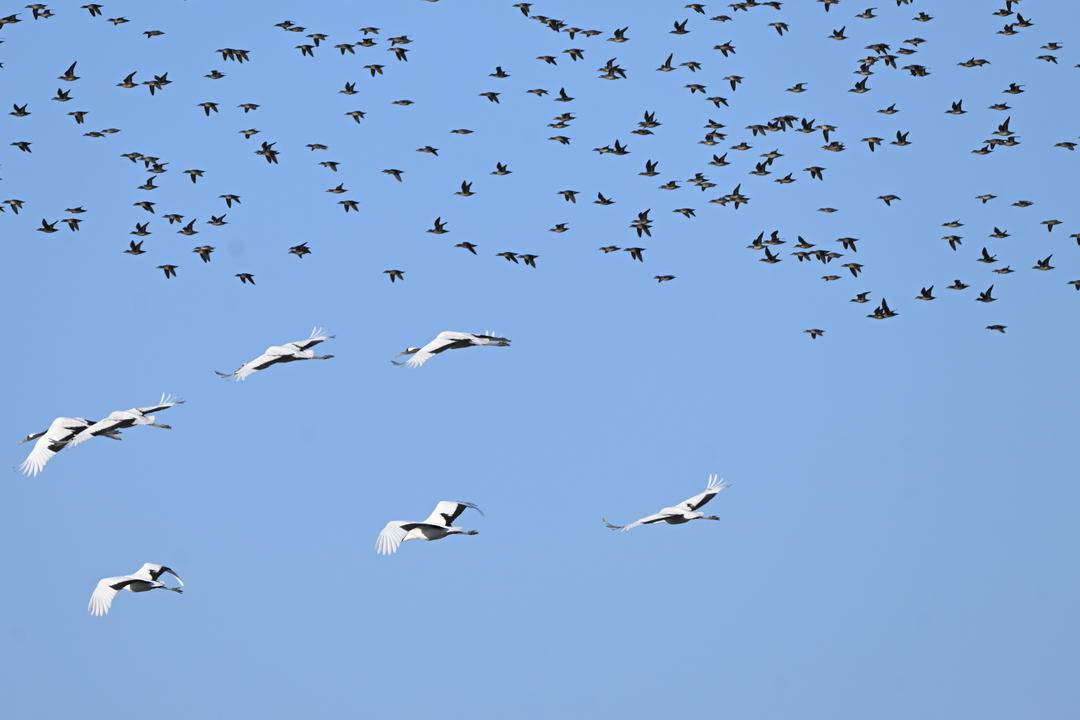 LiaoningC's tweet photo. In the Liaohe River Delta of #Panjin, #Liaoning Province, tens of thousands of migratory birds gather for wintering. They soar into the sky, swirling, scattering, and reforming in mesmerizing patterns.
#BirdWave #LiaoheRiverDelta #MigratoryBirds https://t.co/INc87pjYSE