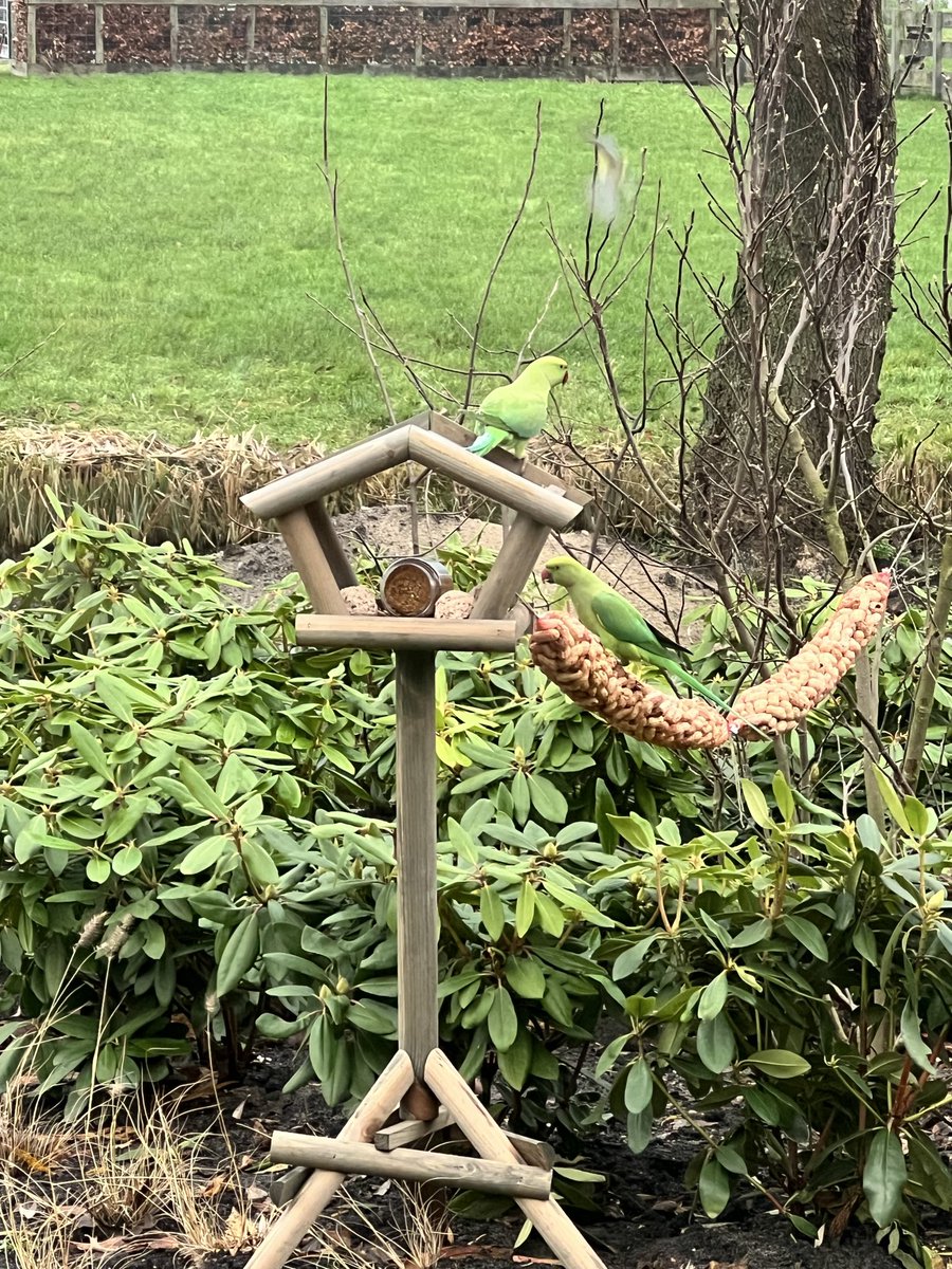Lida141414's tweet photo. @AVerySmallWorld @MdeVriesnature Een roodborstje! Zitten hier ook veel. De mus wordt helaas steeds zeldzamer. Ook veel parkieten hier, de herrieschoppers 😜 https://t.co/Bdxde8AwLD