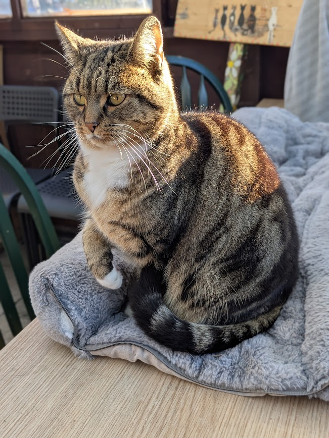 Robert Allotment cat,now helped by Janet & Amanda tweet media