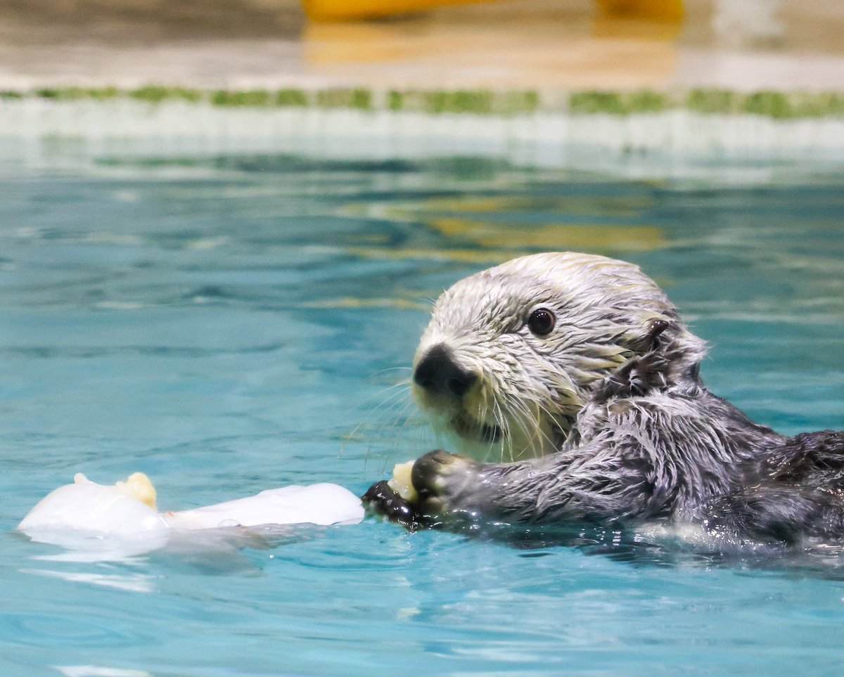 キラちゃん EzevCEFVEAUMEEA.jpg?format=jpg