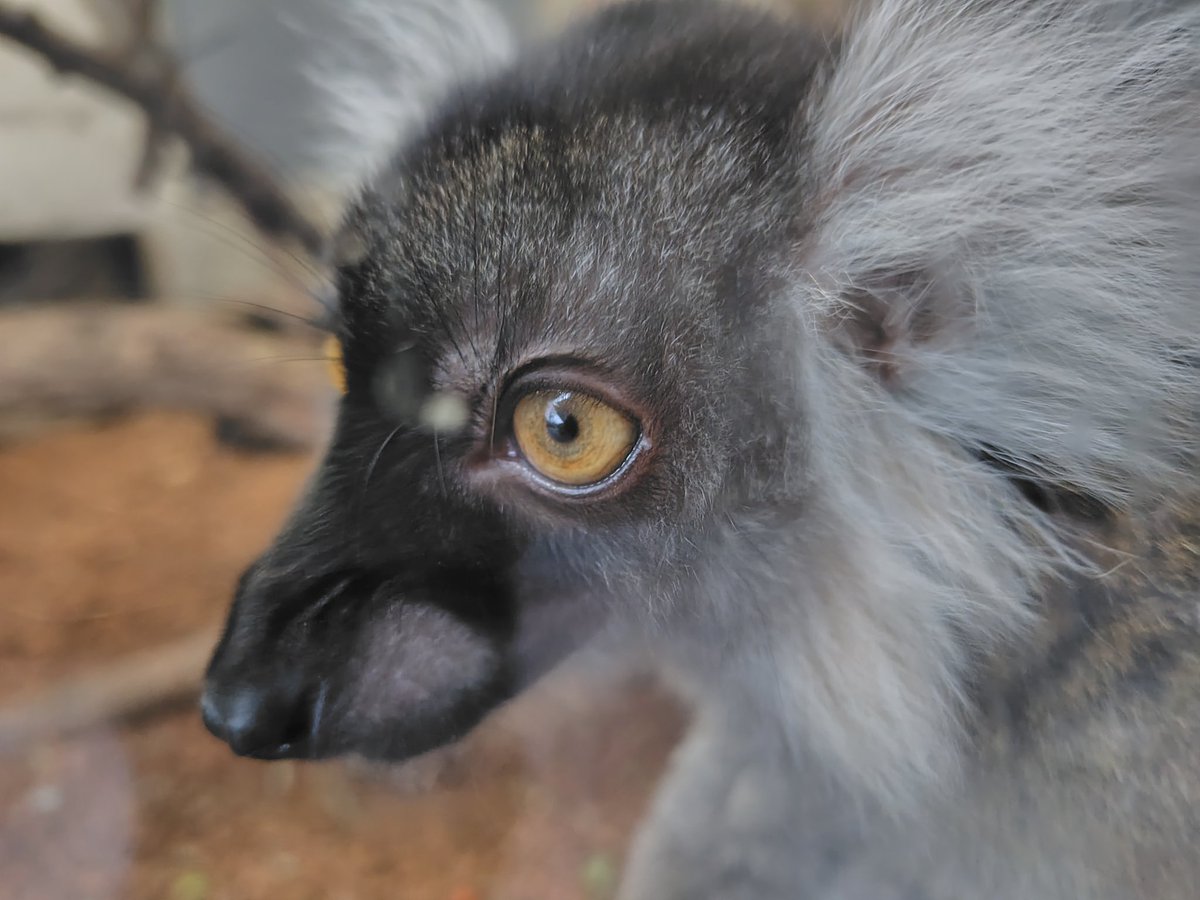 2025.12.25の #クロキツネザル 御一家。母ちゃん、三女 #上野動物園