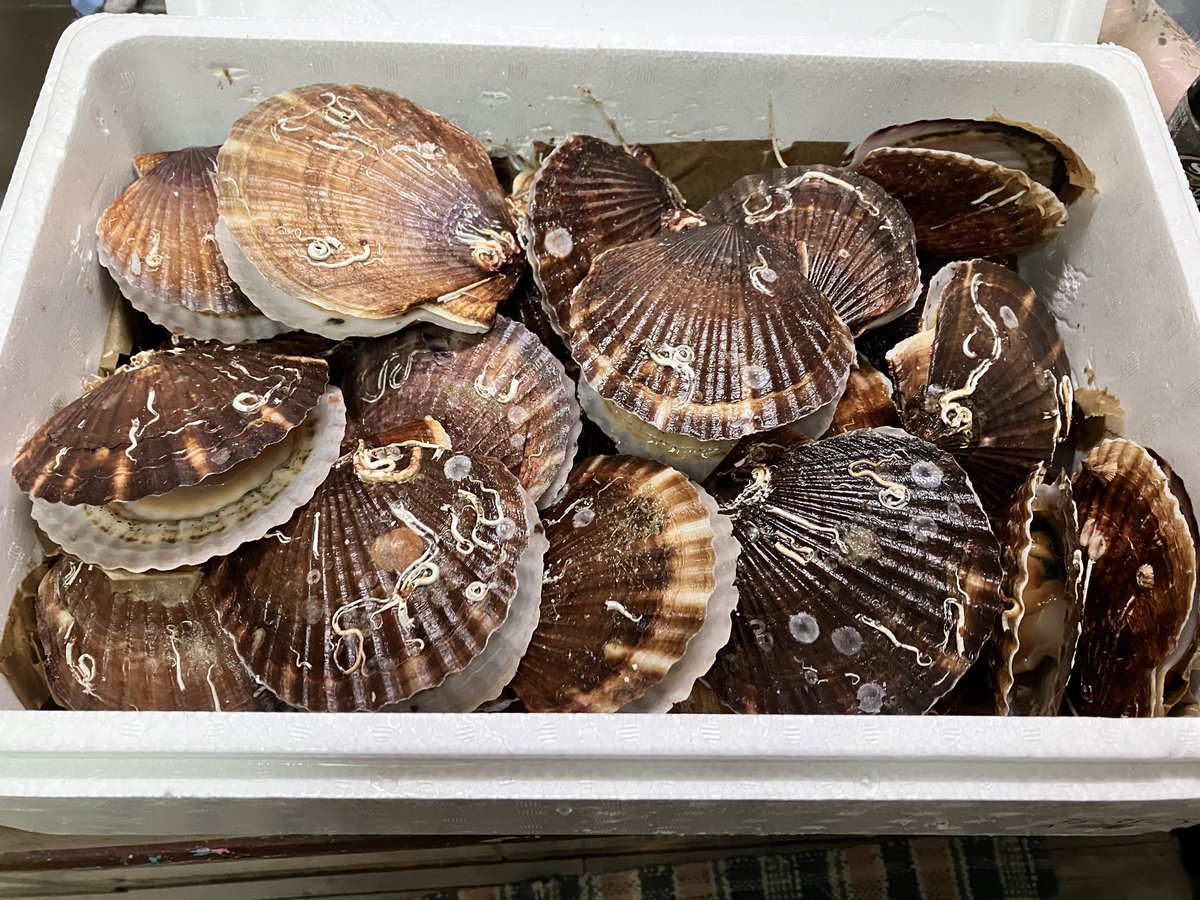 海賊　１０月１３日以後 海賊 10月13日以後 海賊 10月13日以後 海賊 10月13日以後