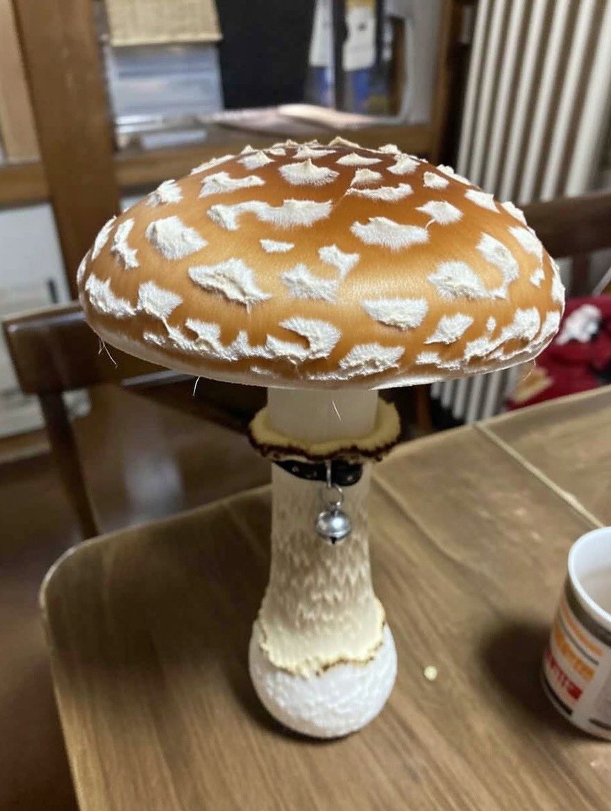 くうちゃんが可愛いキノコにならないから、 あれやこれや試していたら