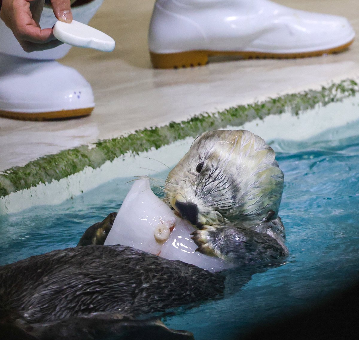 キラちゃん ギラちゃん東京にいらっしゃい🗼✨ これまででもう案内出来るところは