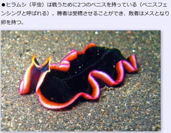 ヒラムシってすごい生態してんぢな