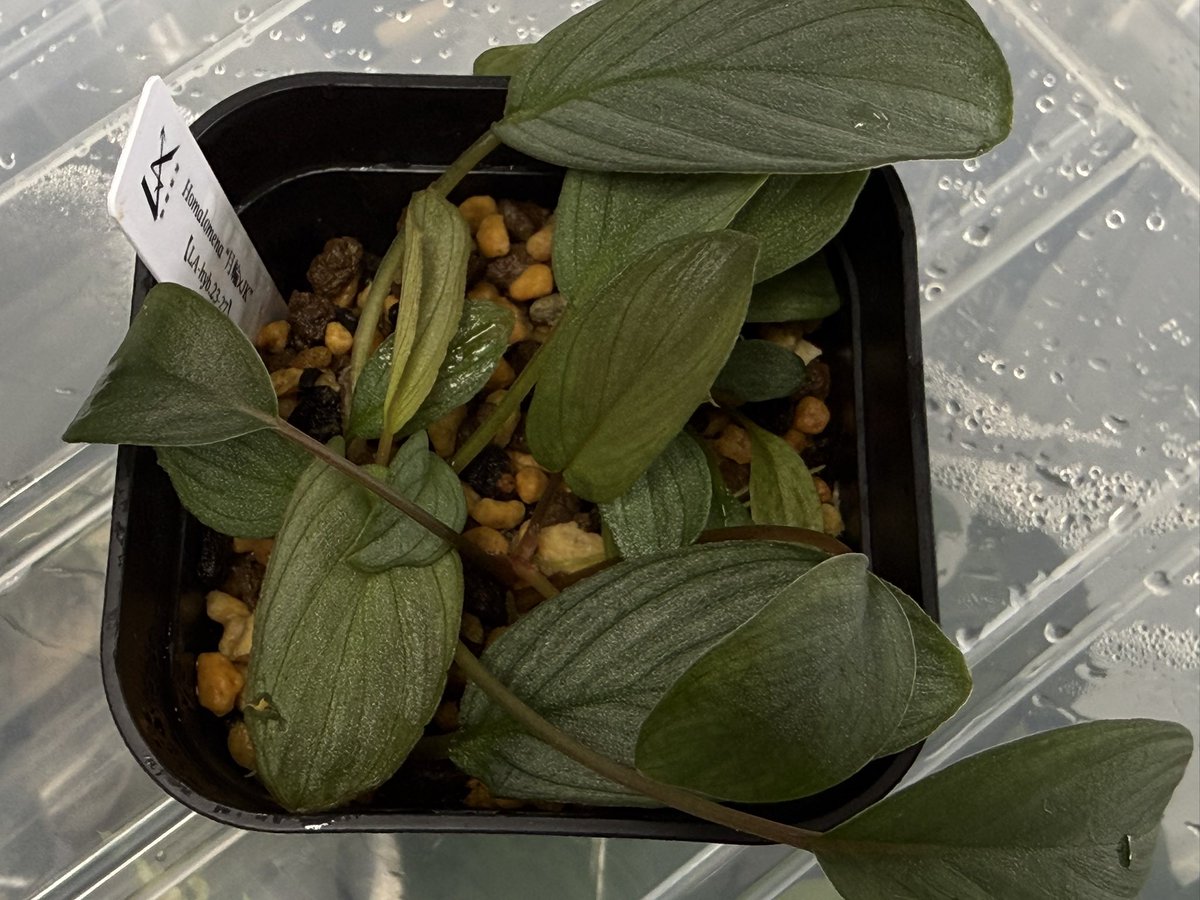 KENZO (@fw_kenzo) / Posts / X