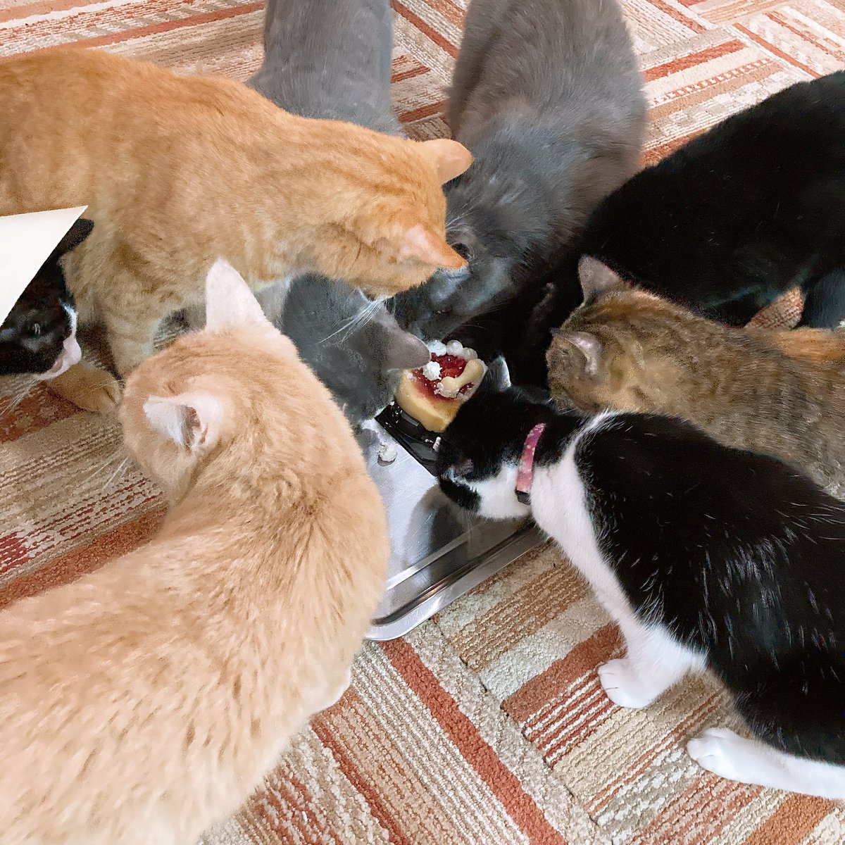 にゃん太郎 (@nyannyan__taro) / Posts / X