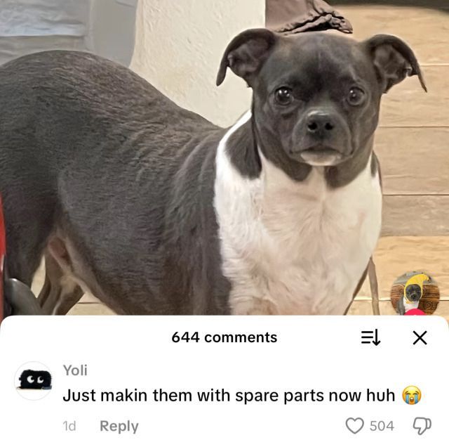 equine__dentist's tweet image. 