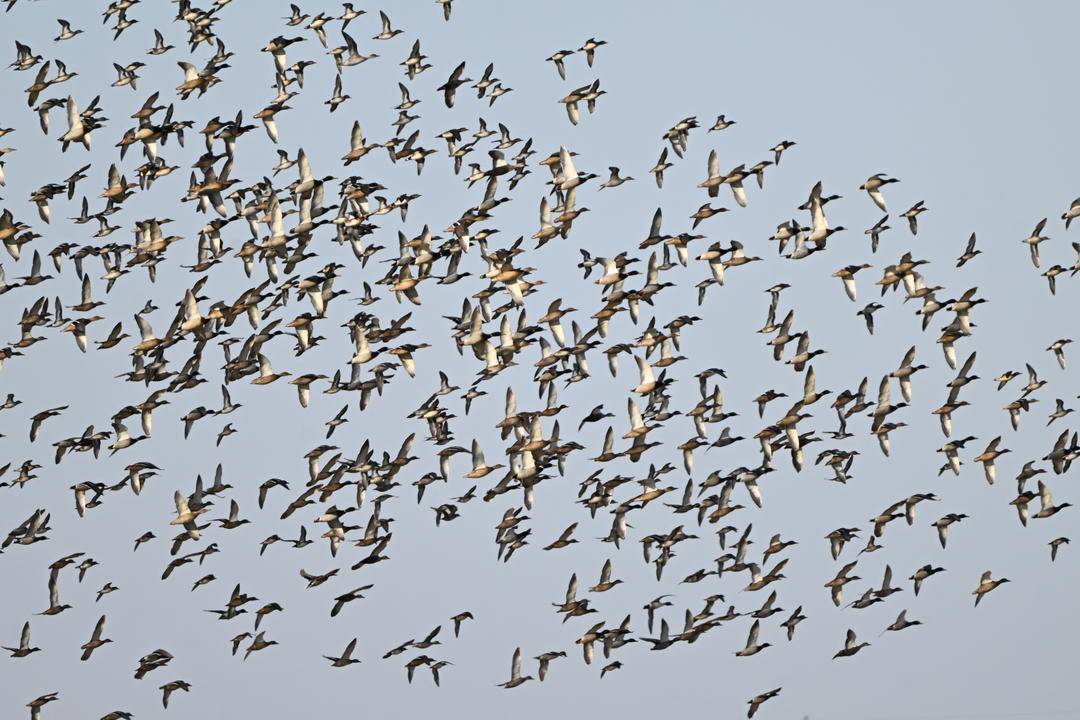 iLiaoning's tweet photo. In the Liaohe River Delta of #Panjin, #Liaoning Province, tens of thousands of migratory birds gather for wintering. They soar into the sky, swirling, scattering, and reforming in mesmerizing patterns.
#BirdWave #LiaoheRiverDelta #MigratoryBirds https://t.co/3KulXNc4SQ