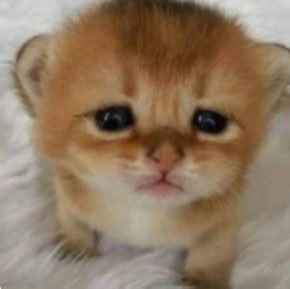 bottomleeknow's tweet image. he looks like this a little