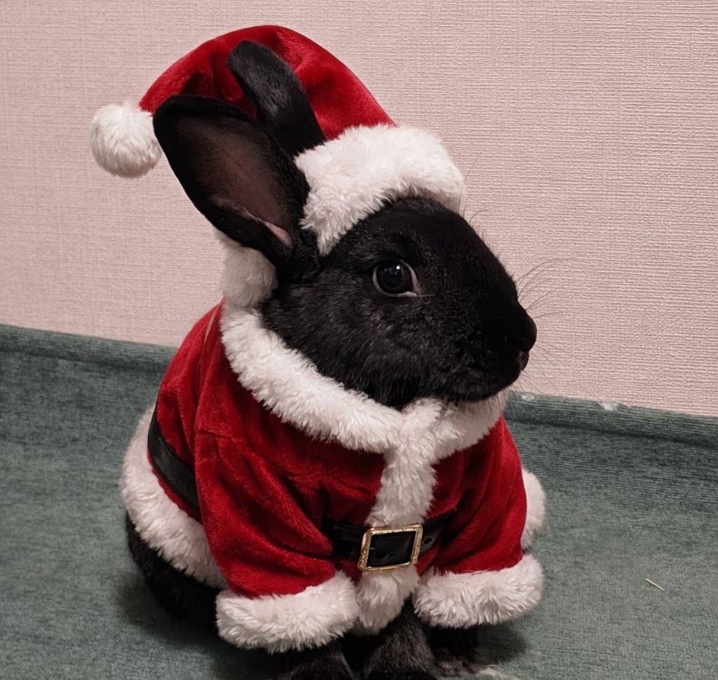 메리 크리스마스!