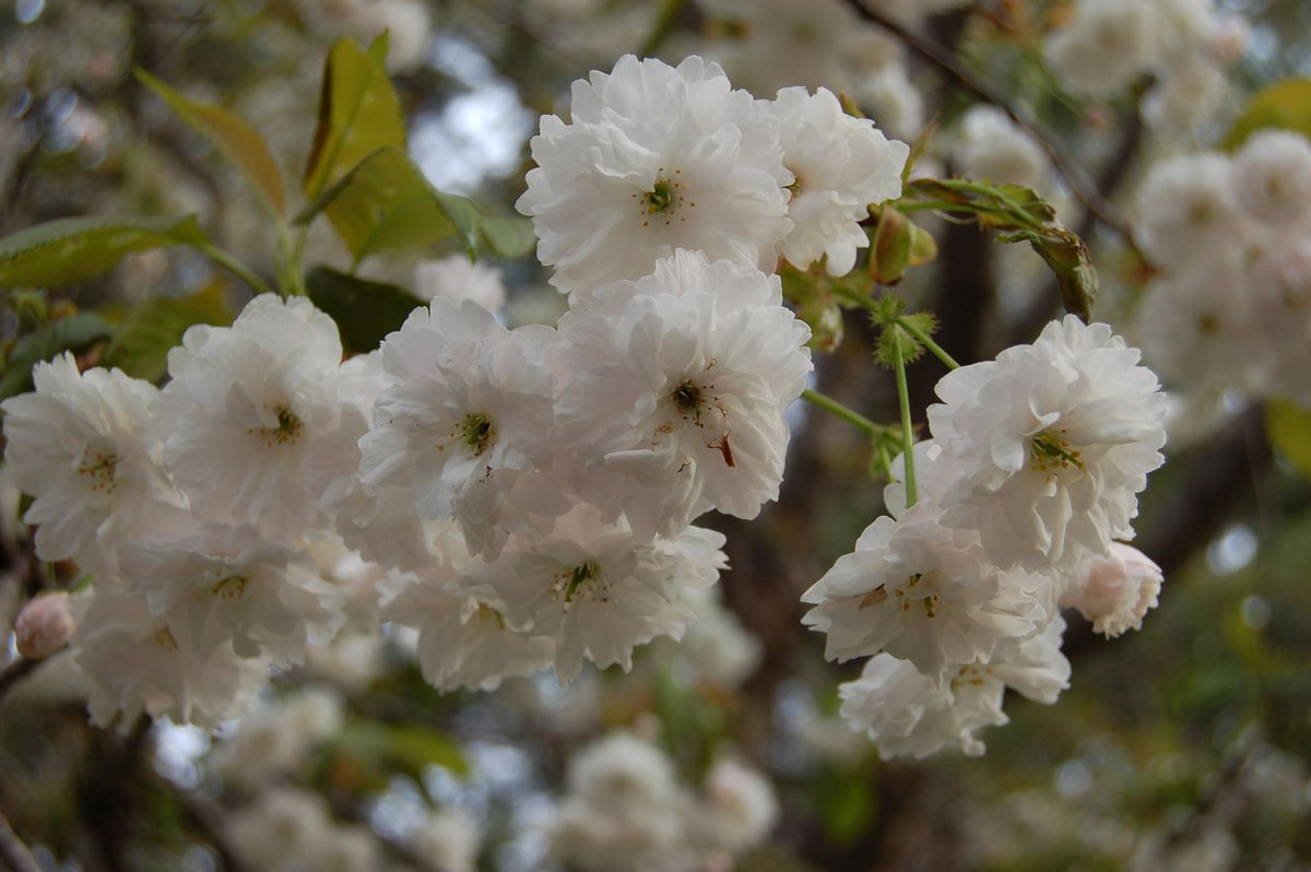 森町で見つかった新種の桜の命名権をふるさと納税返礼品として提供します！
この企画は、町の花である桜の育成や管理をより一層充実させていくための財源確保を目的としております！
詳しくは、公式ホームページまで！
town.hokkaido-mori.lg.jp/soshiki/shokor…
#森町 #桜 #命名 #森町好きな人と繋がりたい