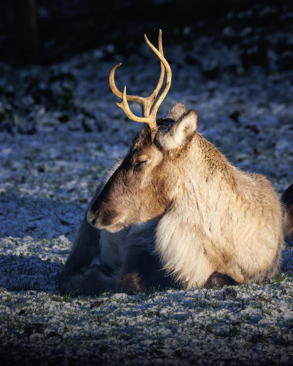 JimmysFarmHQ's tweet photo. Our reindeer have had a busy night helping Santa deliver presents all over the world! π¦π
The hard-working herd are back now, resting and enjoying some well-earned treats.
Merry Christmas from all of us to you and your loved ones! πβ€οΈ
#MerryChristmas #ReindeerMagic https://t.co/TKSNG2v8gB
