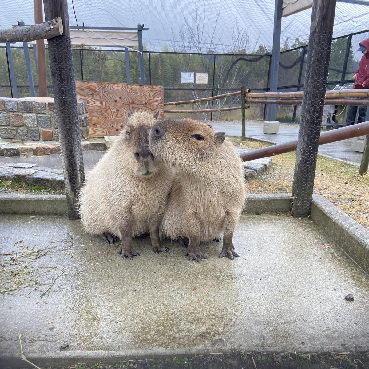 雨宿り
あくびしたり、ブルブルしたり、お姉ちゃんハムハムしたり忙しいひぃちゃんと微動だにしないほのちゃん