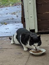 Robert Allotment cat,now helped by Janet & Amanda tweet media