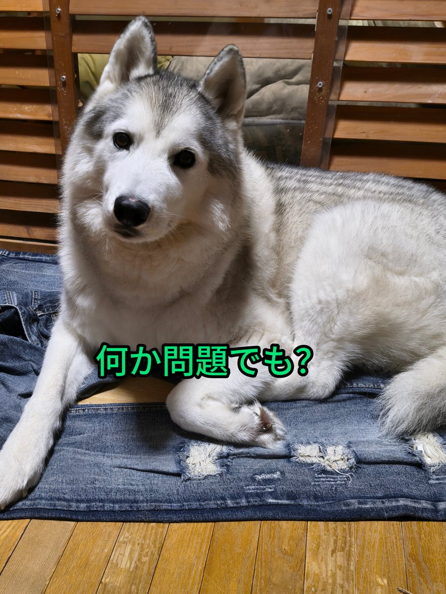 Lariruleleon (@iariruleleon) on Twitter photo 