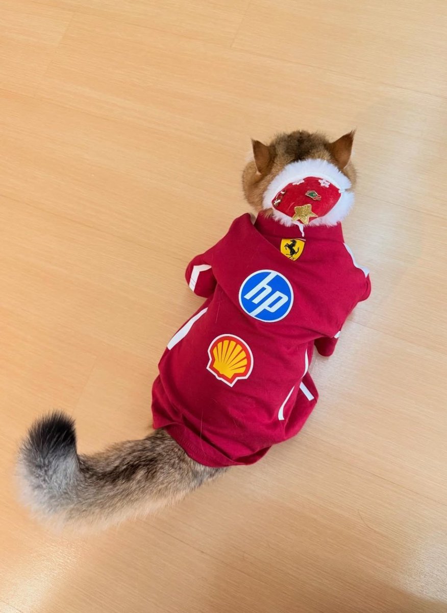 leclercsletters's tweet image. this is so cute 🥹🥹❤️ sweetcorn, zhou's cat, wearing a ferrari shirt for christmas