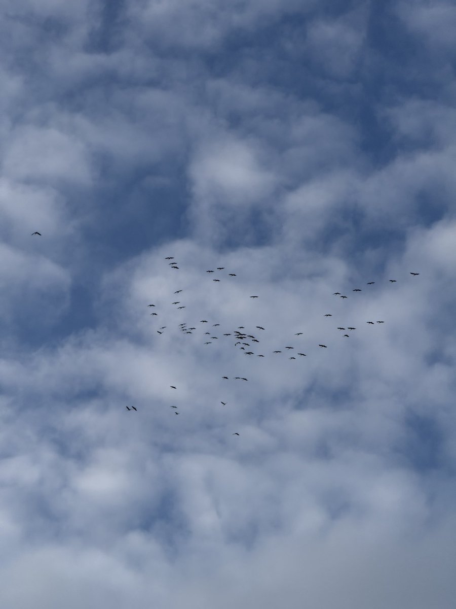 Die letzten Kraniche kapieren es ist kalt 🥶 

Gut das die Stallpflicht aufgehoben wurde 🙈
