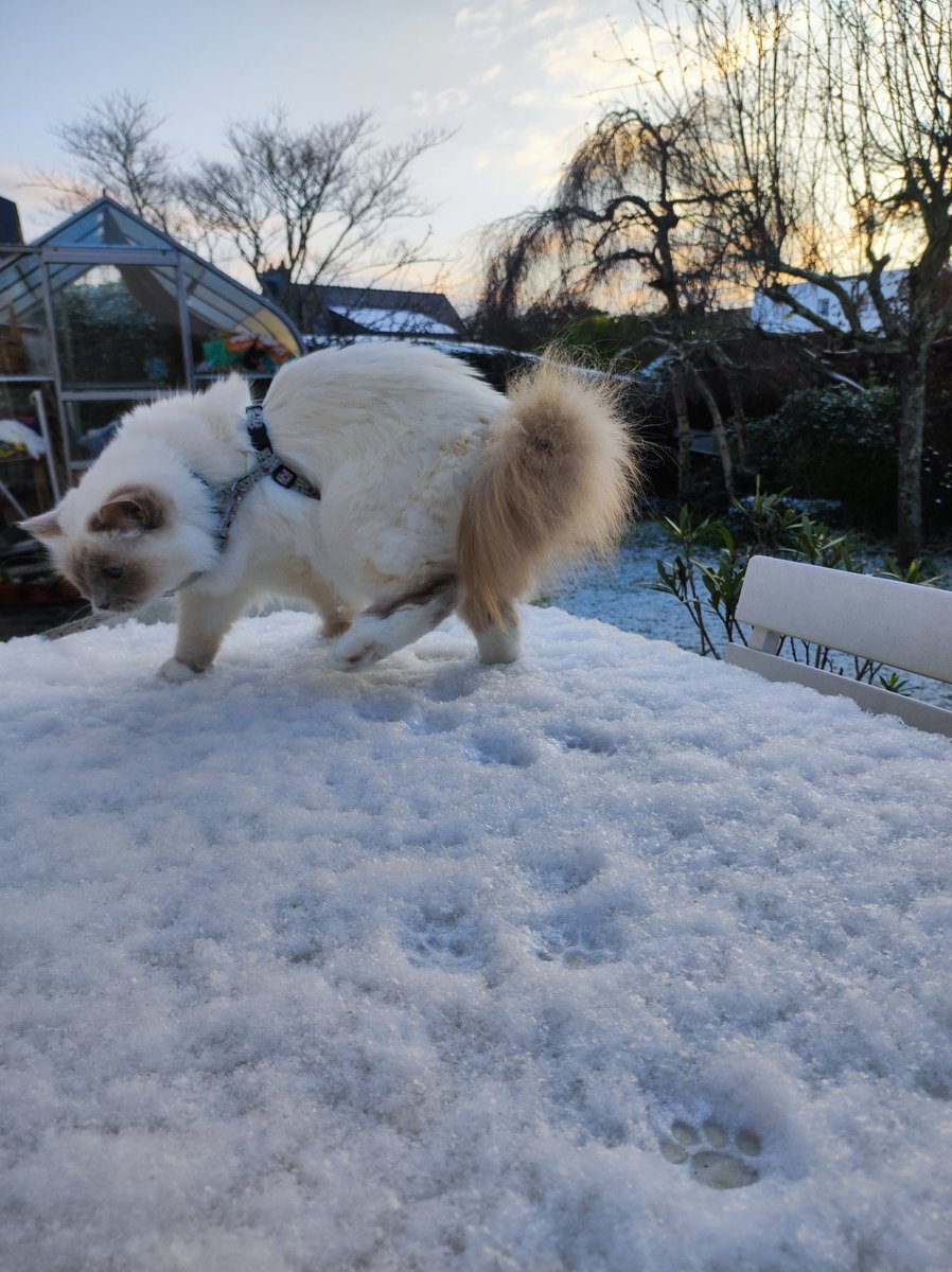 Happy #Christmas morning my furriends !! For the very first time in human memories (Maman 's memories start in 1986😉).. we had a ❄️snowy Catsmas !!! That's so incredible !! 4 years after my very first pawprints I'm excited like a kitty !! #catsoftwitter#catsonx #catsofx