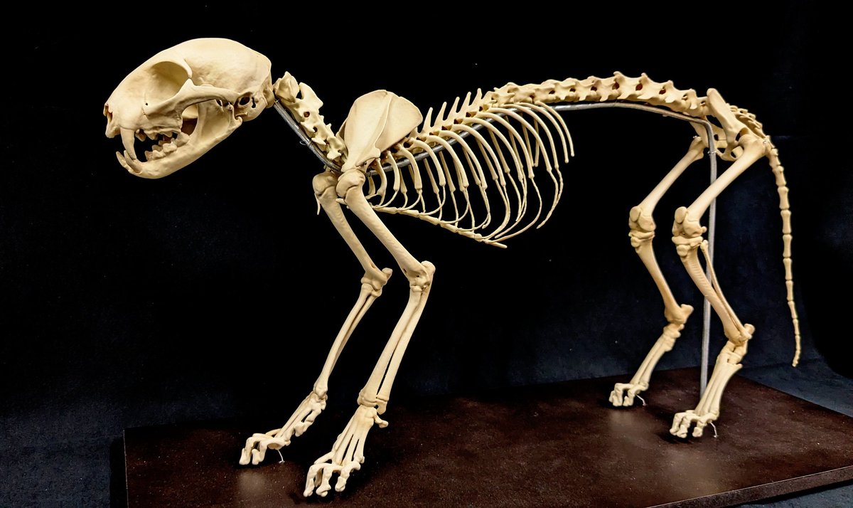 動物繁殖研 tweet media