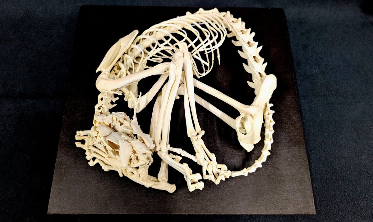 動物繁殖研 tweet media