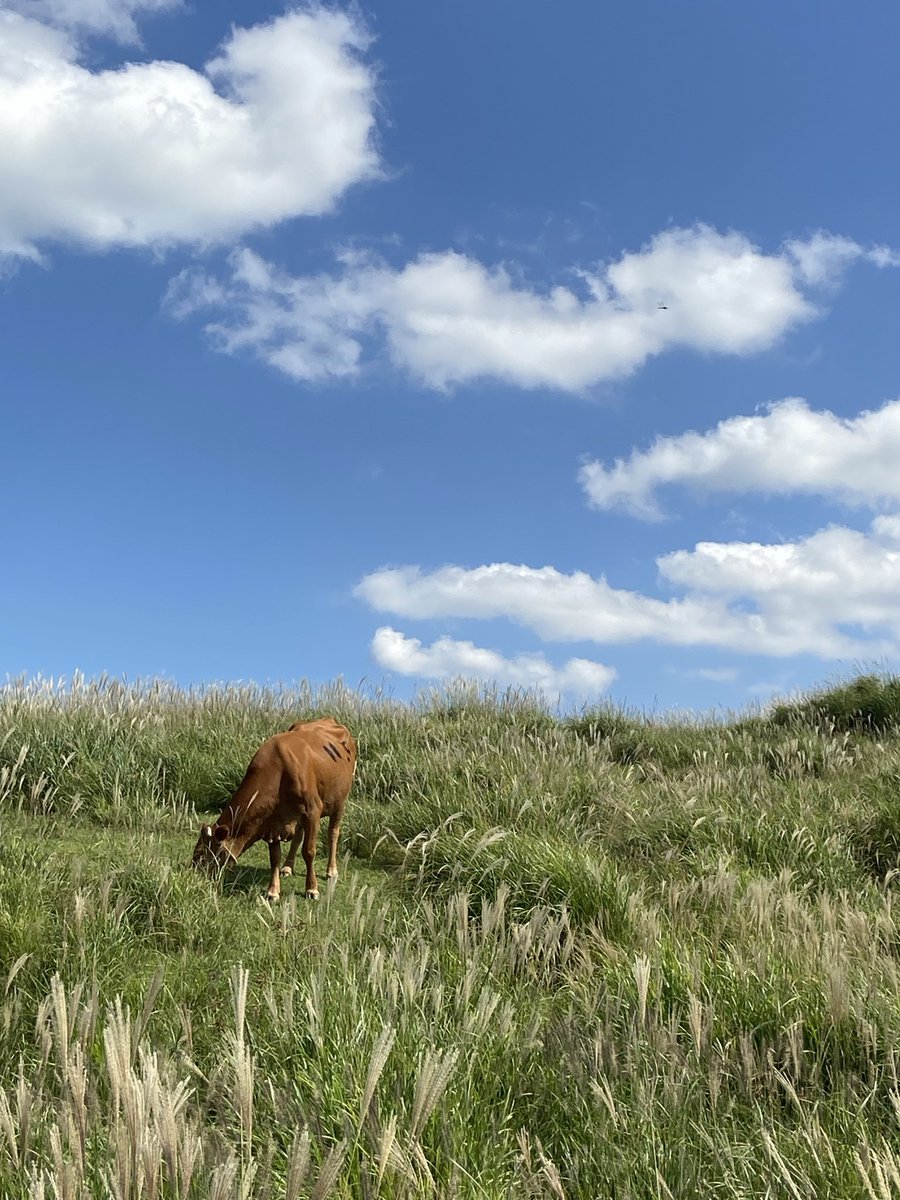 Texas cows chain sowの今年のライブはお終いですが、新曲いろいろ作っています🐮✝️
そして初期の方の曲をバンドキャンプにあげました👩🏽‍🦰▶️
さわやかな2曲だと思います！！聴いてね☃️🎄

texascowschainsow.bandcamp.com/album/single-g…
