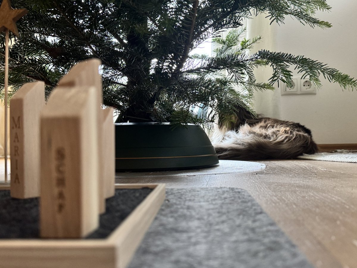 birgitj's tweet image. Fröhliche Weihnachten 🎄
Schau mal @HerrSchroedi , Filou hat entdeckt, dass man unter dem Baum ganz toll liegen kann 😎