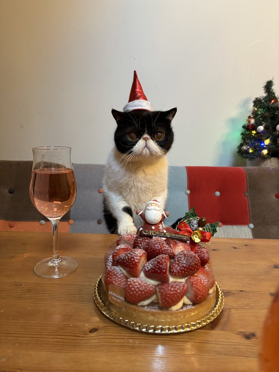 hatokundesu's tweet photo. merry Xmas🎉

#クリスマス
#今年のケーキは豪華
#イタガキ
#イチゴタルト
#exoticshorthair
#エキゾチックショートヘア
#はちわれ猫
#猫好きさんと繋がりたい
#猫のいる暮らし
#猫のいる生活
#猫のいる幸せ
#猫 https://t.co/KFaNRaXxFX