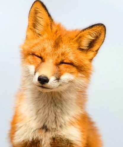 top_ayen's tweet image. two happy foxes 🦊🧡