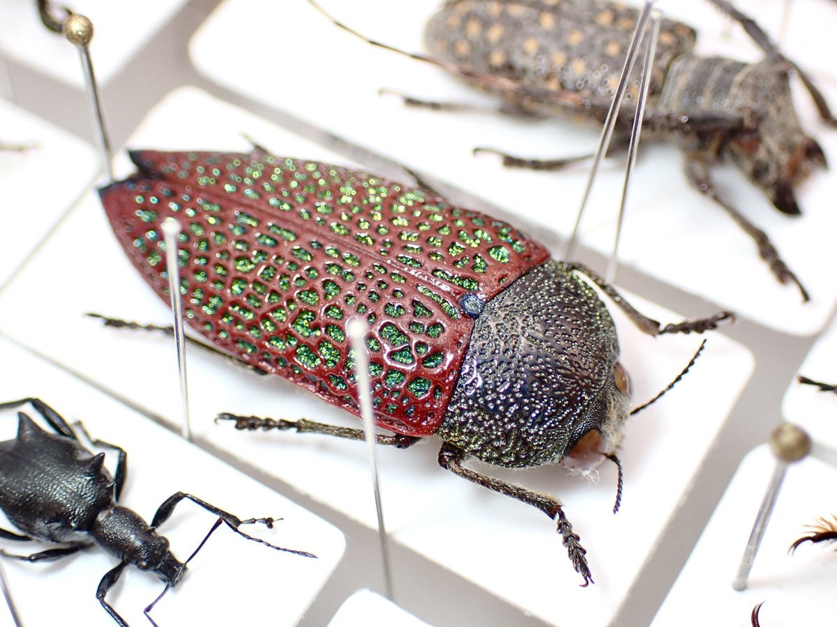 もう何回か載せてるような気もする虫だけど何回見ても綺麗だよね 一応