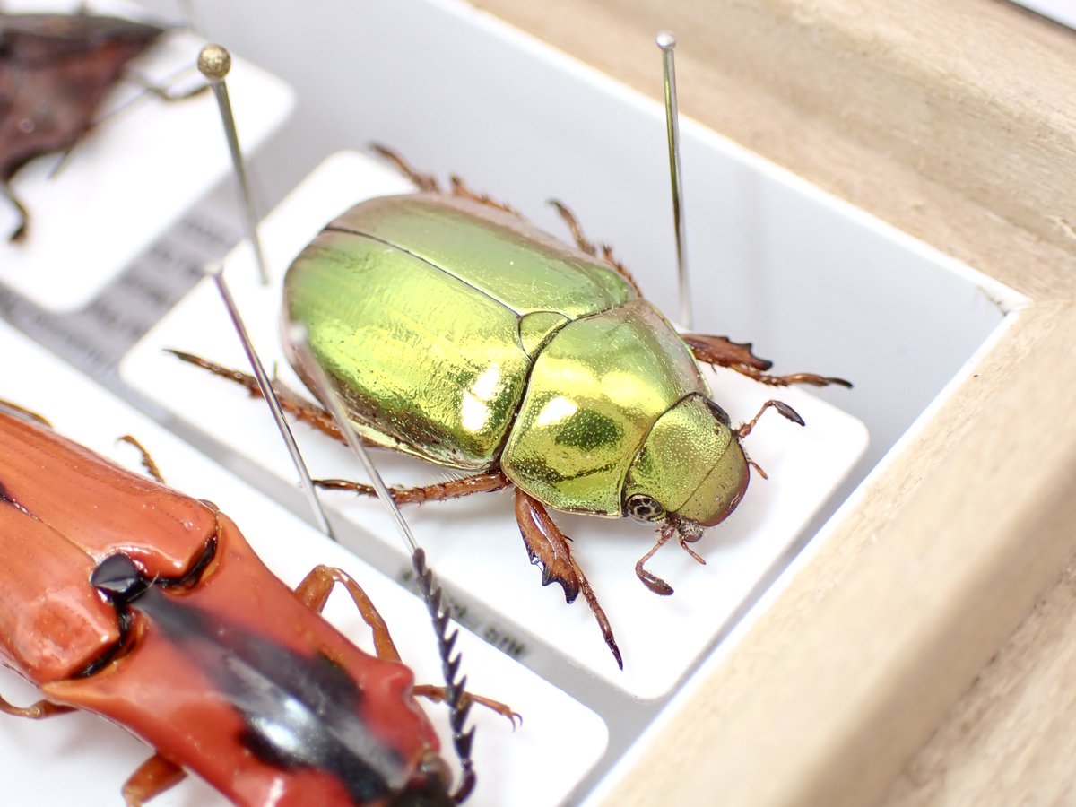 もう何回か載せてるような気もする虫だけど何回見ても綺麗だよね 一応