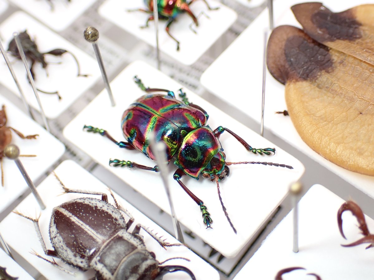 もう何回か載せてるような気もする虫だけど何回見ても綺麗だよね 一応