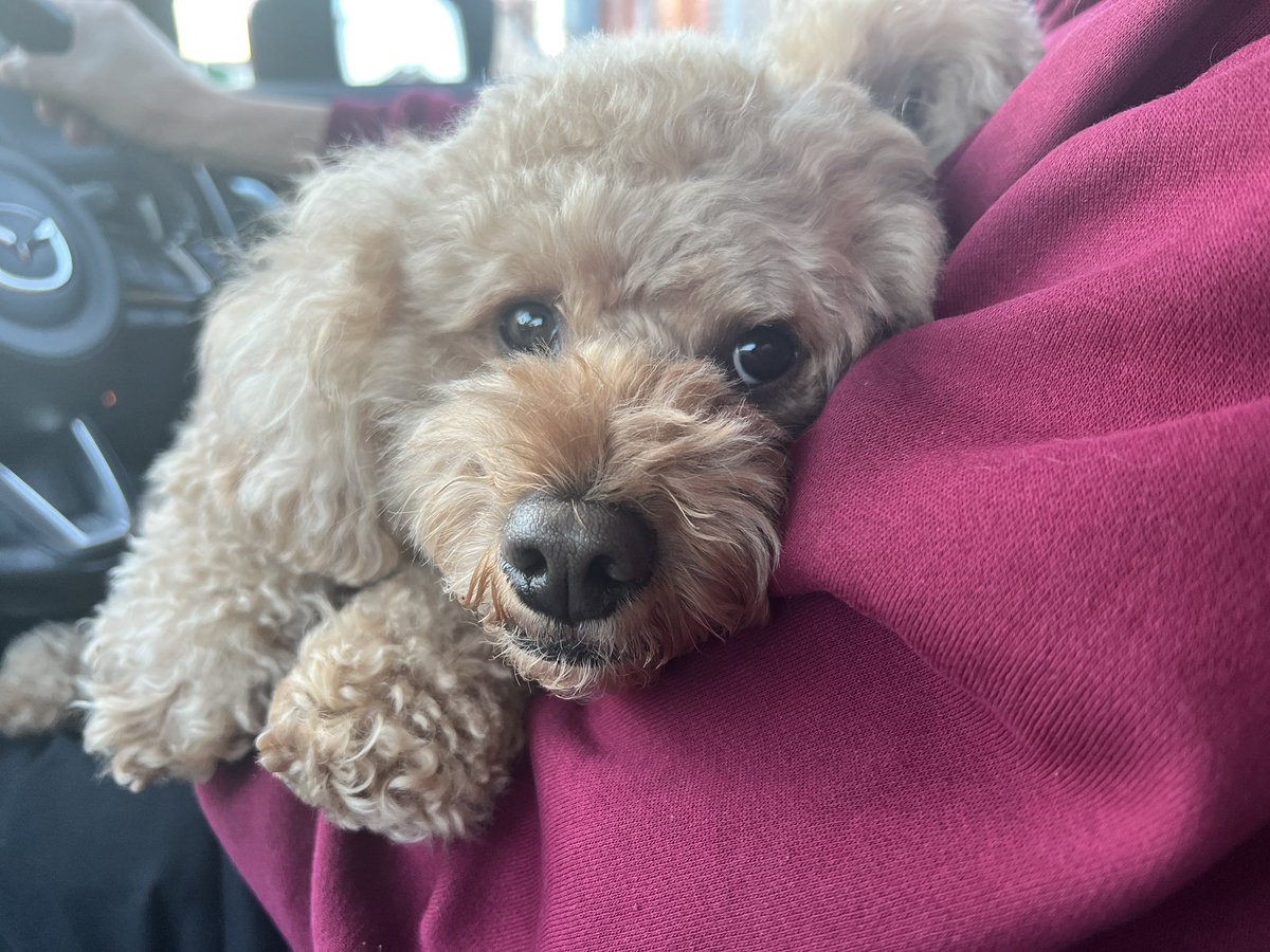 maya145473's tweet photo. @pizza_r31 いーやトイプー🐶 https://t.co/syRyUK6Onr