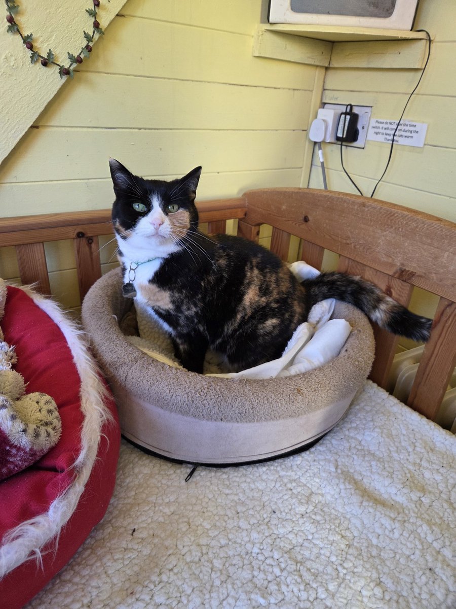 ShropsCatRescue's tweet photo. #ChristmasWishes ~ Gaia is happy to let you know #SantaPaws arrived last night &amp; brought them lots of presents &amp; would like to thank you all for your donations &amp; support. The volunteers all agree with her. The support has been amazing xx😽🐾🎅🎄💖 #inthecompanyofcats #villagecats https://t.co/x9xAsHX0Ob