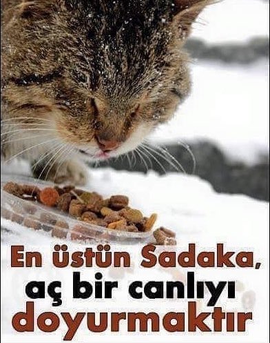 Kandilinizin yanıp sizi bu dünyada ve ahirette aydınlatması için iyilik yapmanızı, hasta ve yaşlılıların hatırını sormanızı, yetim kimsesiz çocukları sevindirmenizi ve sokaklardaki Allah'ın dilsiz kulları hayvanlara bir tas su bir kap yemek vermenizi dilerim. Hayırlı Kandiller.