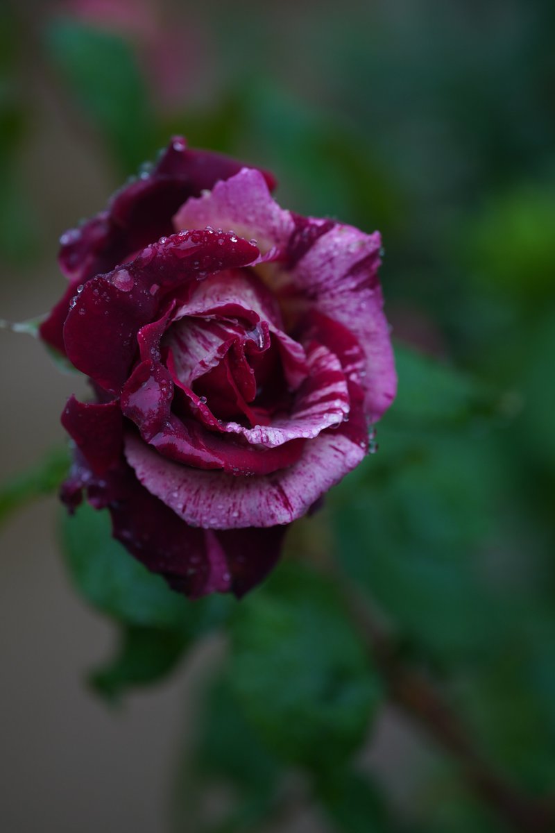 jerritama🐈🐟🐈 (@jerritama) on Twitter photo 