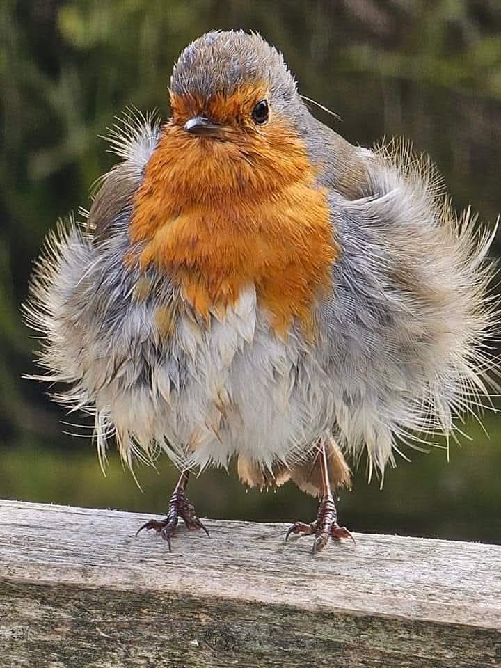 BritishBirds.com tweet media