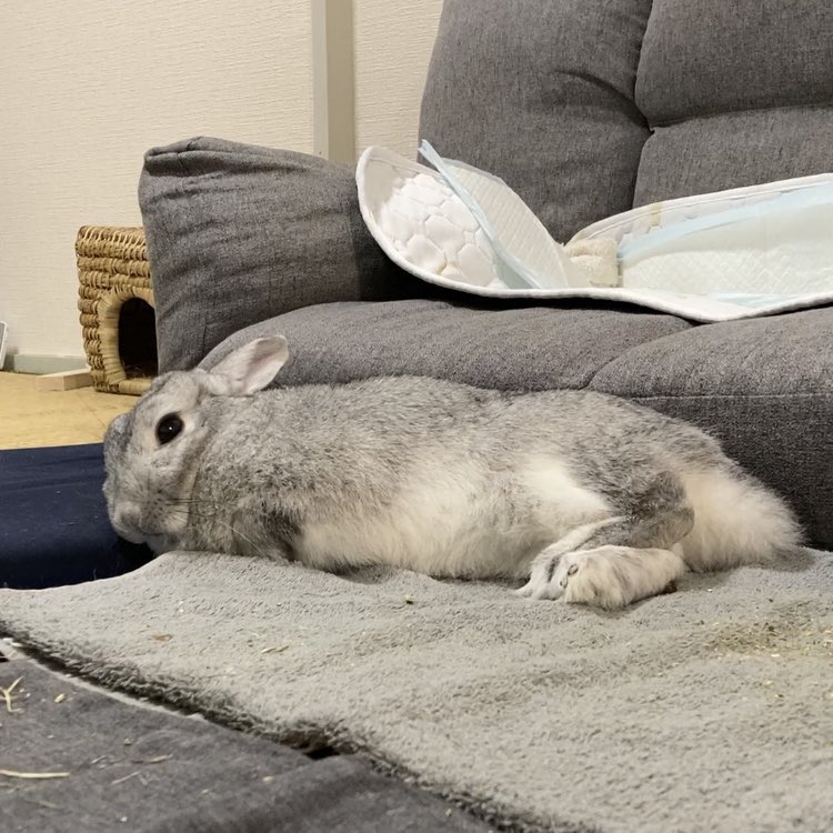 Post by account on X: #うさぎ