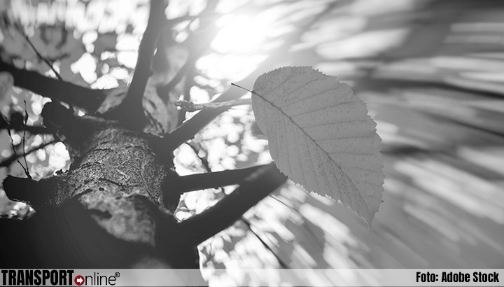 Automobilist komt om door ongeval in Maasdijk