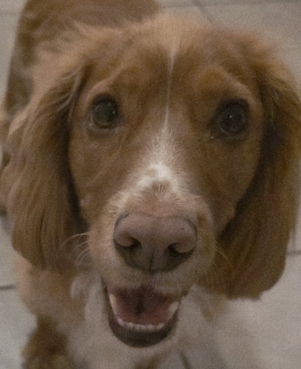 BillyCockerSpan's tweet image. Awoo! Merry Christmas. I've been for a very cold Christmas gallop to earn a Christmas sausage. Delicious. Got turkey?