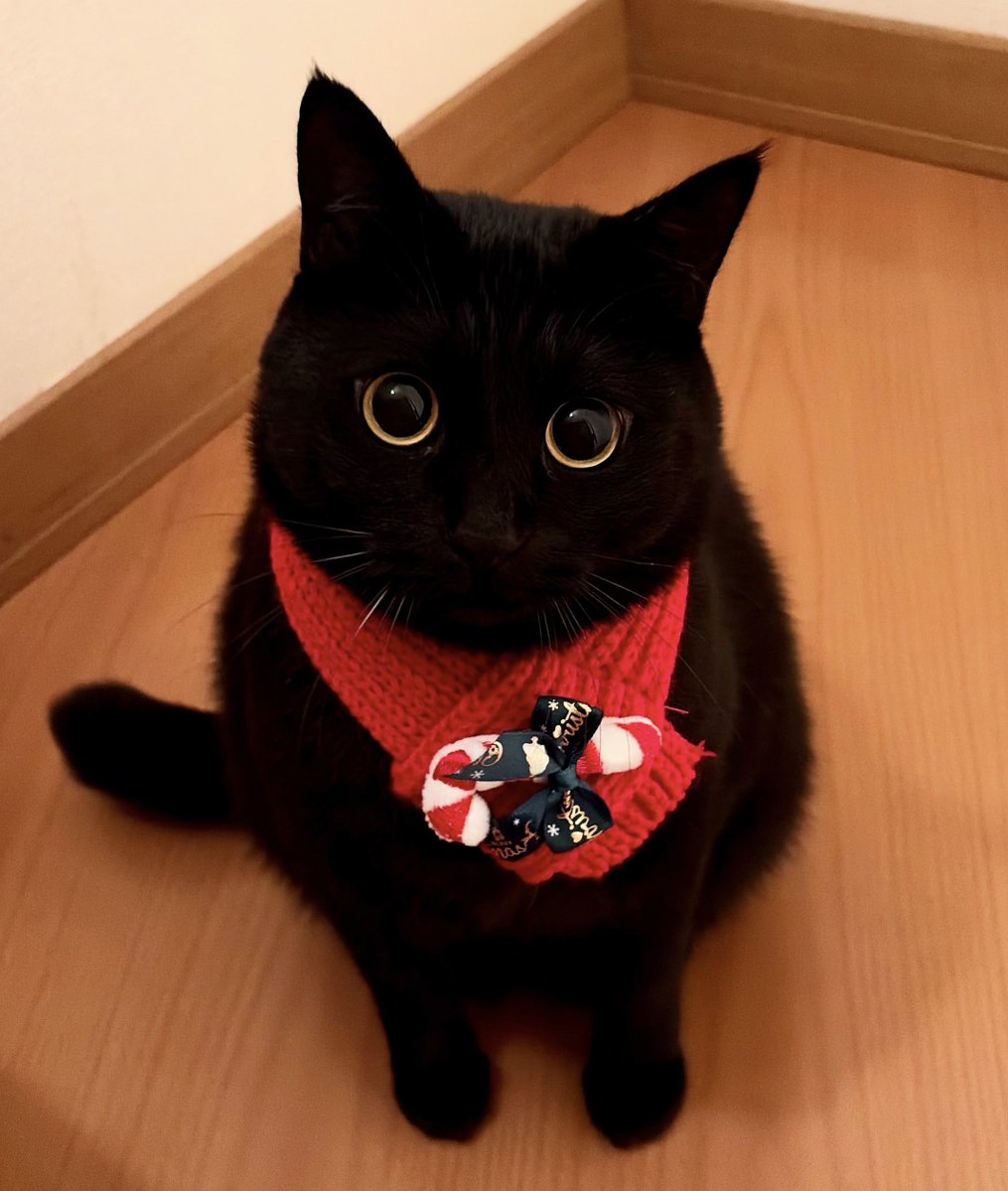 うに3才 (@uni_kuroneko) / Posts / X