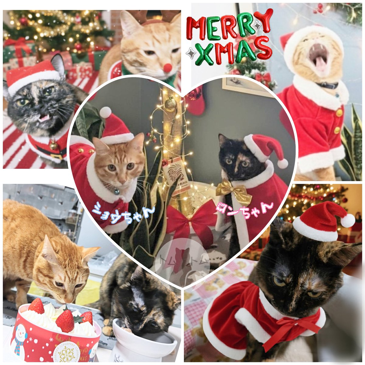 チッチ🐾 (@chicchi3306) / Posts / X