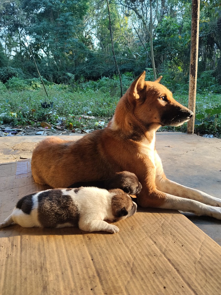 Dhiraj Dev (ধীৰাজ দেৱ )™ tweet media