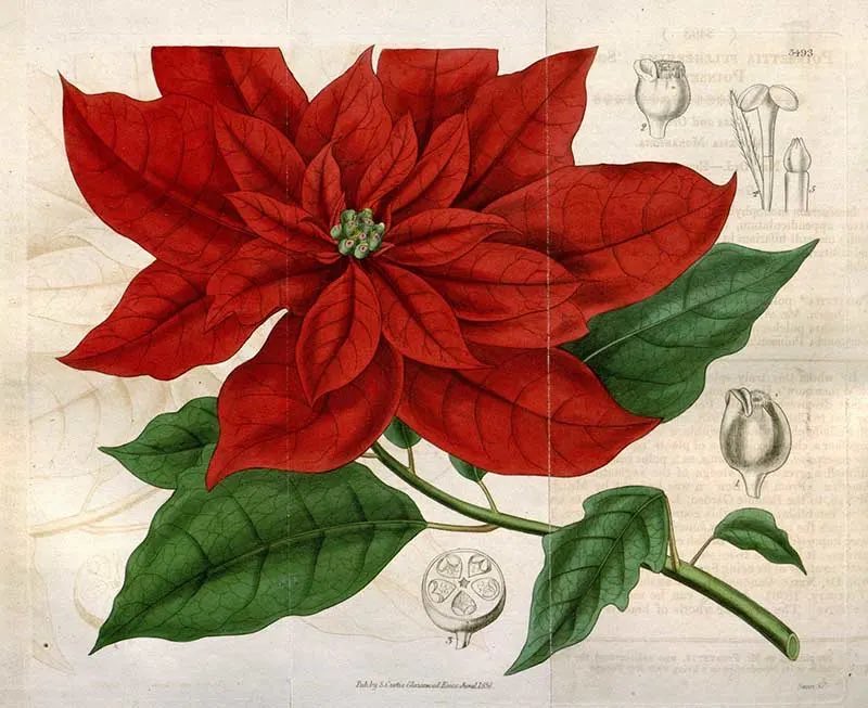CienciaconArte's tweet photo. Flor de Pascua, Flor de Nochebuena, Pascuero... La poinsettia es originaria de Mexico. Cuetlaxochitl es el nombre náhuatl original. 
En algunos países se llama "Estrella de Navidad" porque sus hojas parecen formar una ⭐️ https://t.co/USFQdzpEh1